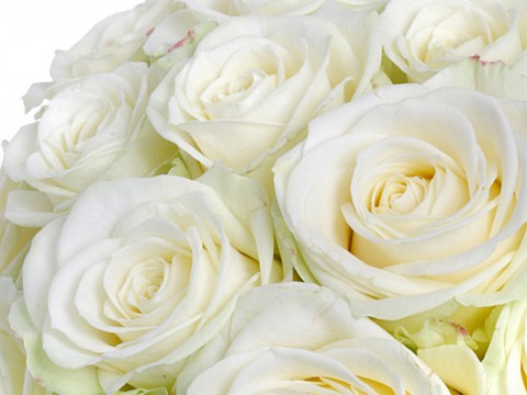 31 trandafiri albi